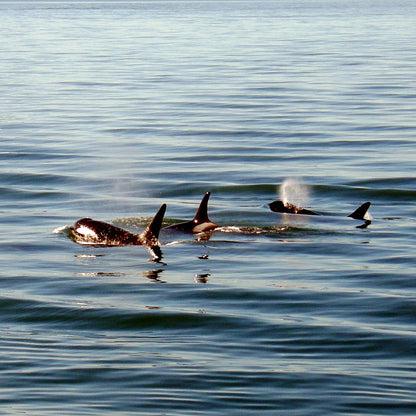 A Family Swim