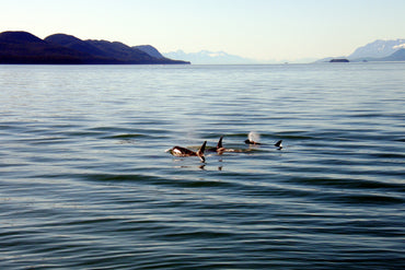 A Family Swim