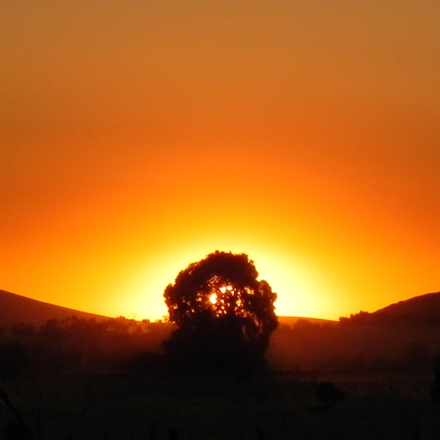 The Burning Bush