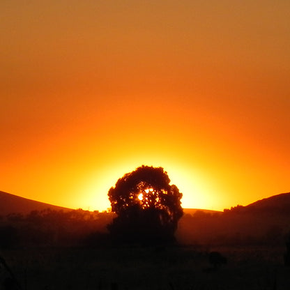 The Burning Bush
