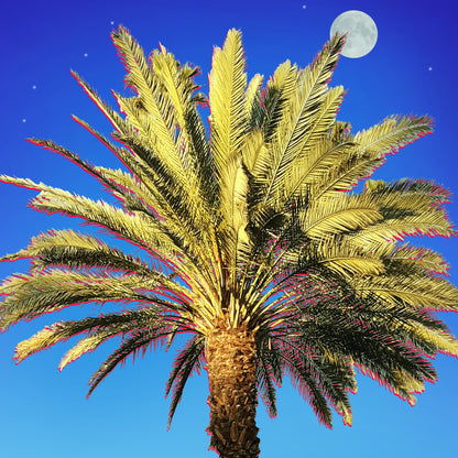 Palm Beach