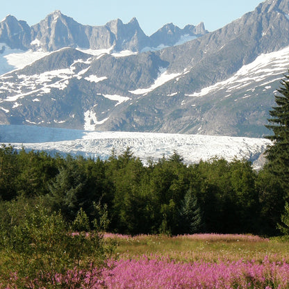 Fields of Flowers and Ice