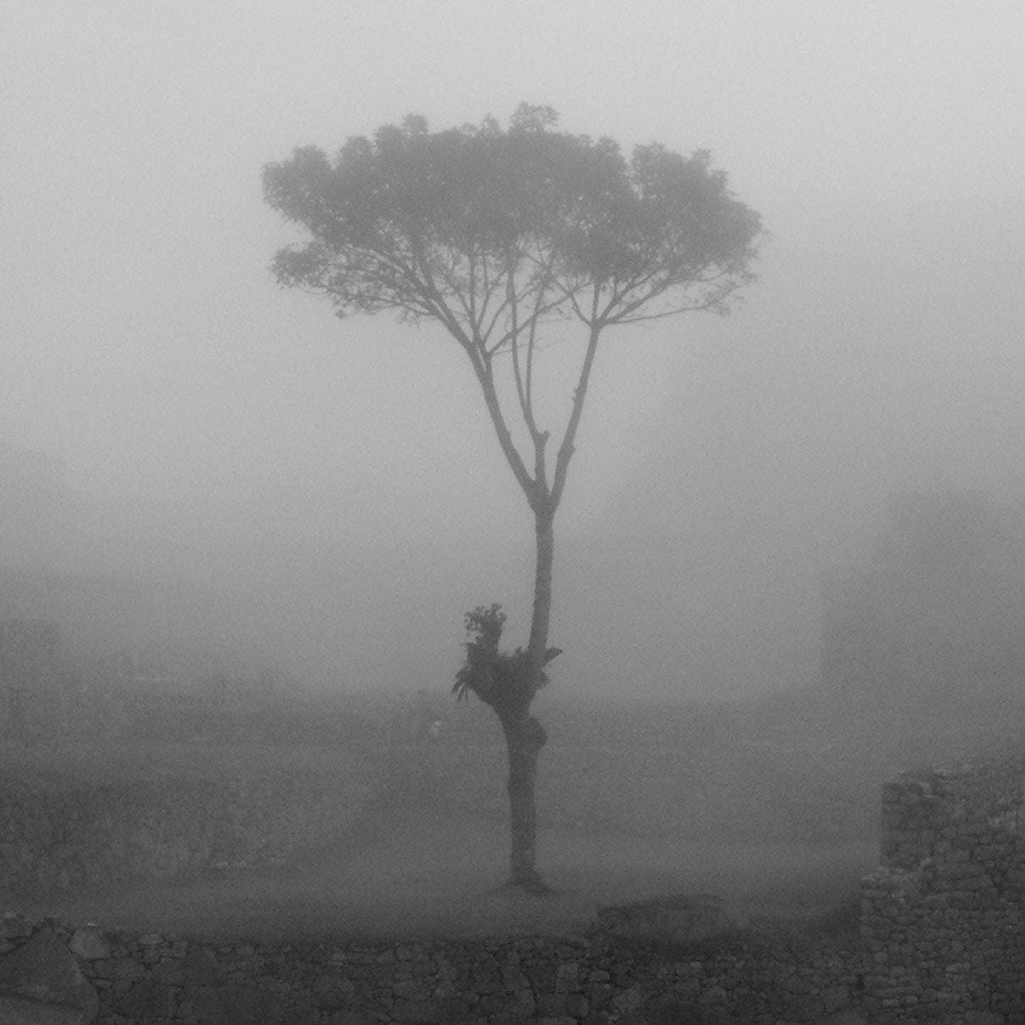 Ghost of The Cloud Forest