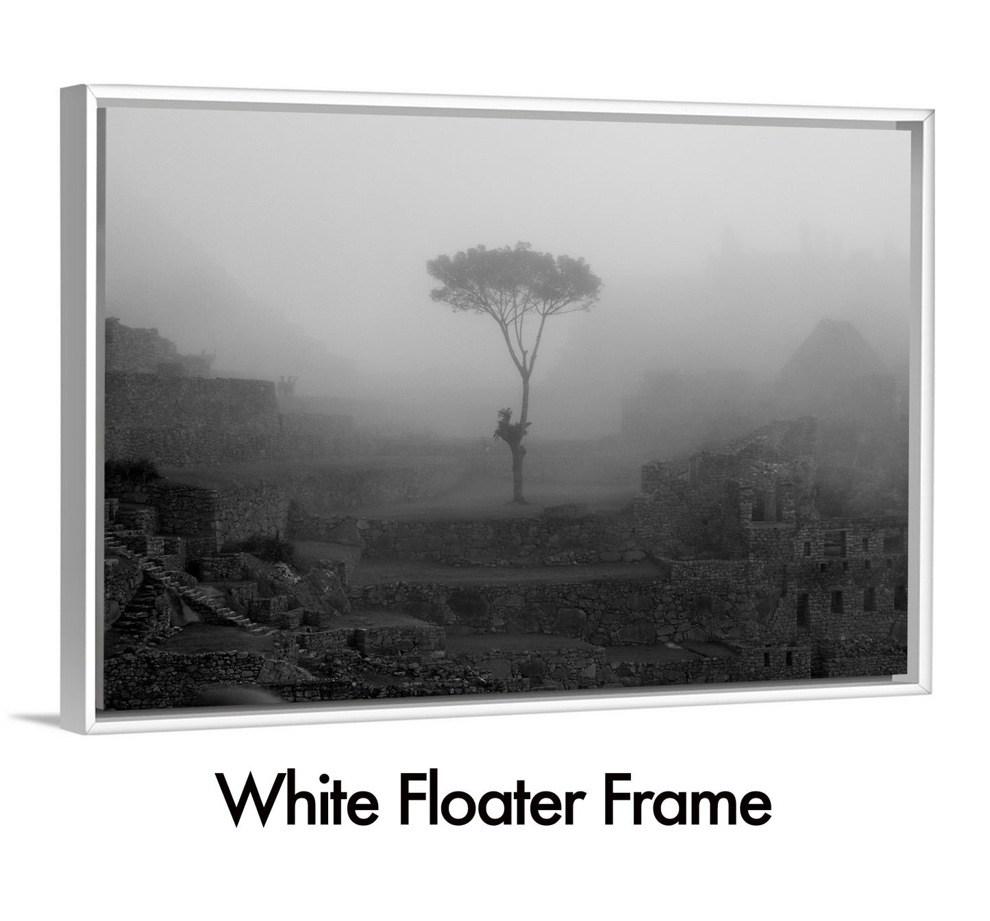 Ghost of The Cloud Forest