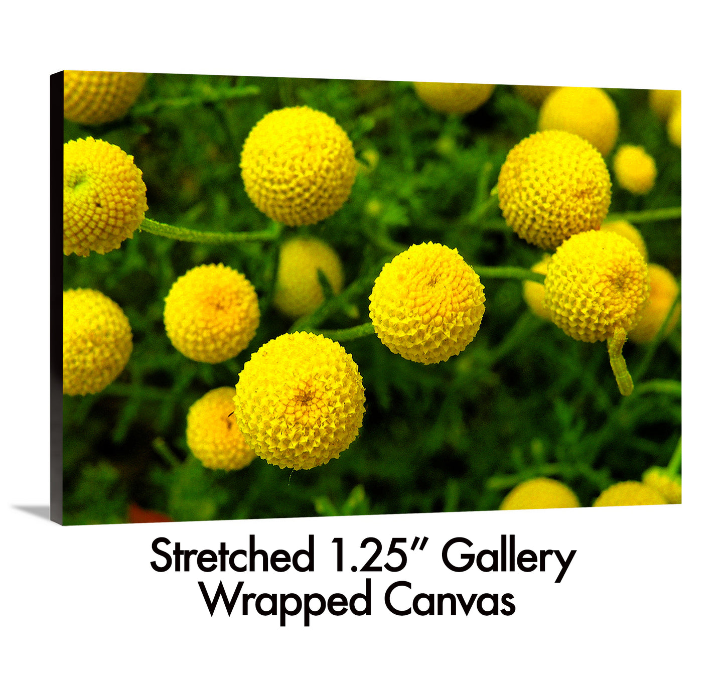 Globes of Spring