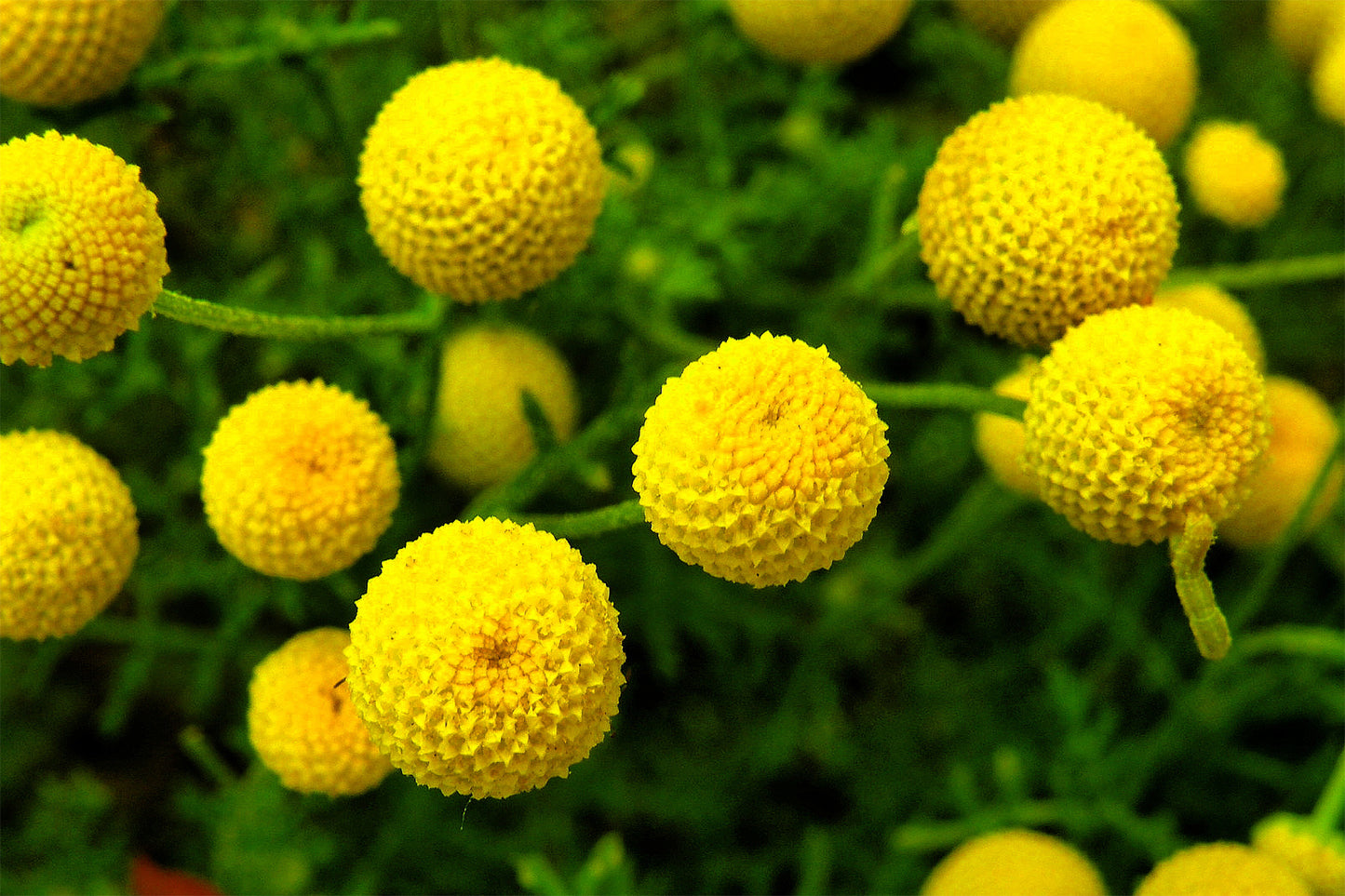 Globes of Spring